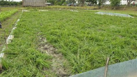 bicol scandal|'Golden rice' GM trial vandalised in the Philippines.